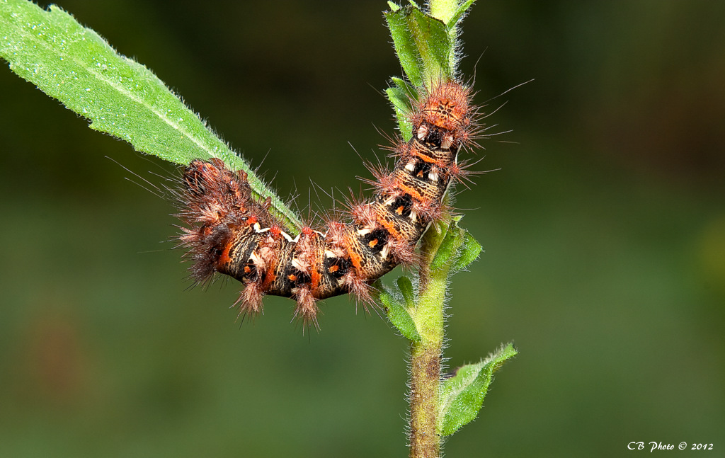 Bruco di Acronicta (Viminia) rumicis, Noctuidae